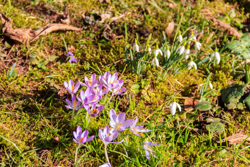 Mossig bakgrund med blommorna krokus och snödroppe.